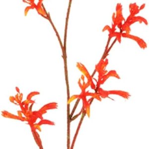 Floristrywarehouse Pata de canguro artificial Anigozanthos Spray 30 pulgadas Naranja Floristrywarehouse Pata de canguro artificial Anigozanthos Spray 30 pulgadas Naranja