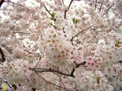 Yoshino Flowering Cherry (YNKS) Árbol de cerezo vivo establecido con raíces – 3 plantas en macetas de 2.5 pulgadas, árbol, fruta, flor, planta