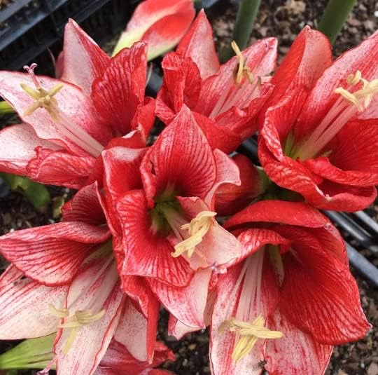 Amaryllis – Kit de cultivo de regalo navideño, incluye una atractiva maceta de lata blanca, una bombilla de gran carisma y un medio de cultivo