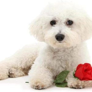 Kits de pintura de diamante 5D para bricolaje, bichón frise, perro blanco, taladros completos, lienzo, suministros de manualidades para decoración Kits de pintura de diamante 5D para bricolaje, bichón frise, perro blanco, taladros completos, lienzo, suministros de manualidades para decoración