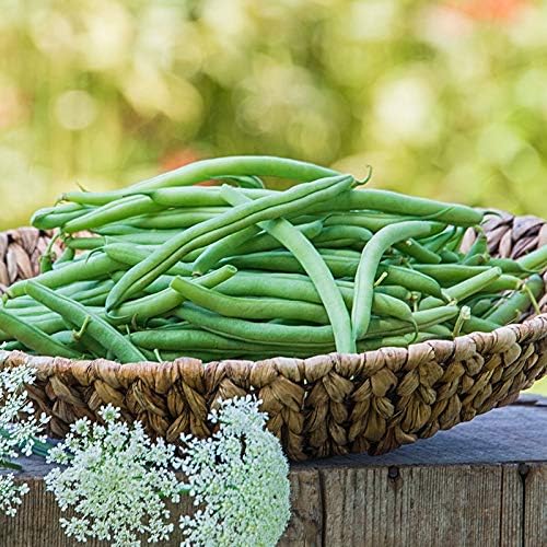 Semillas de frijol de jade para plantar, más de 50 semillas de reliquia por paquete, semillas de jardín de Isla (semillas de jardín de Isla),