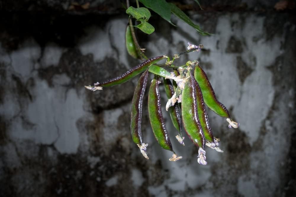 Jackson Wonder – Semillas de frijol Lima Bush para plantar, más de 50 semillas de reliquia por paquete, semillas de jardín de Isla (semillas de