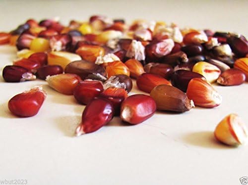Calico Popcorn Seeds-Zea mays- Heirloom-Sin tratar, palomitas gourmet difíciles de encontrar (50 semillas)