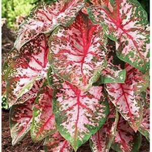 3 Carolyn Whorten Caladium Bulb – Raíz de gran tamaño – Zonas 9-11 3 Carolyn Whorten Caladium Bulb – Raíz de gran tamaño – Zonas 9-11