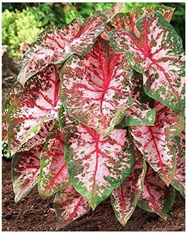 3 Carolyn Whorten Caladium Bulb – Raíz de gran tamaño – Zonas 9-11