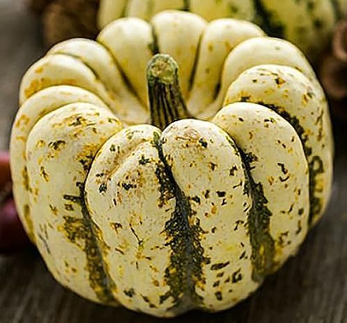 Semillas de calabaza dulce de albóndigas – Aproximadamente 30 semillas