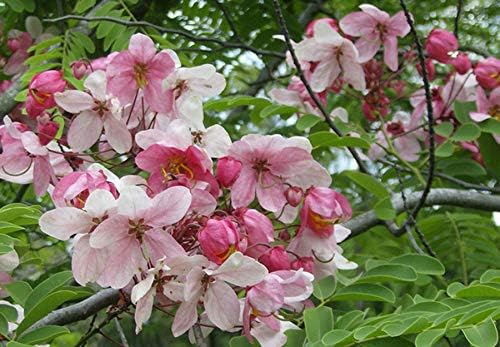 Cassia javanica subsp. nodosa  Manzana Blossom Cassia  10_Seeds