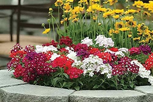 100pcs Semillas Verbena Drawf Mix Flor Anual Jardín Flores para Plantar No GMO