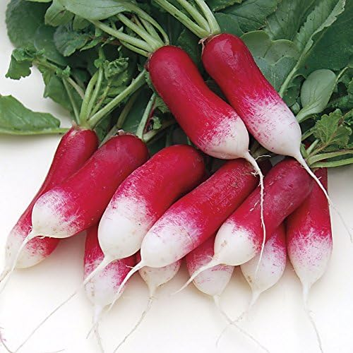 Semillas de Rábano Francés Vegetal 18 Días Temprano Rojo Heirloom – 300 Semillas