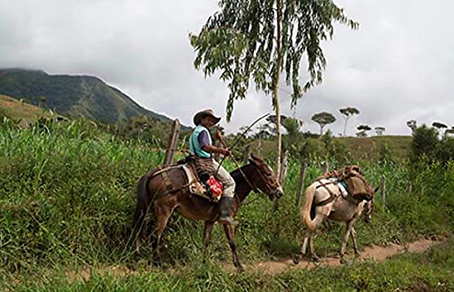 Hudson Roasters Fair Trade Guatemala Premium – Café en grano entero, tostado medio, bolsa de 12 onzas