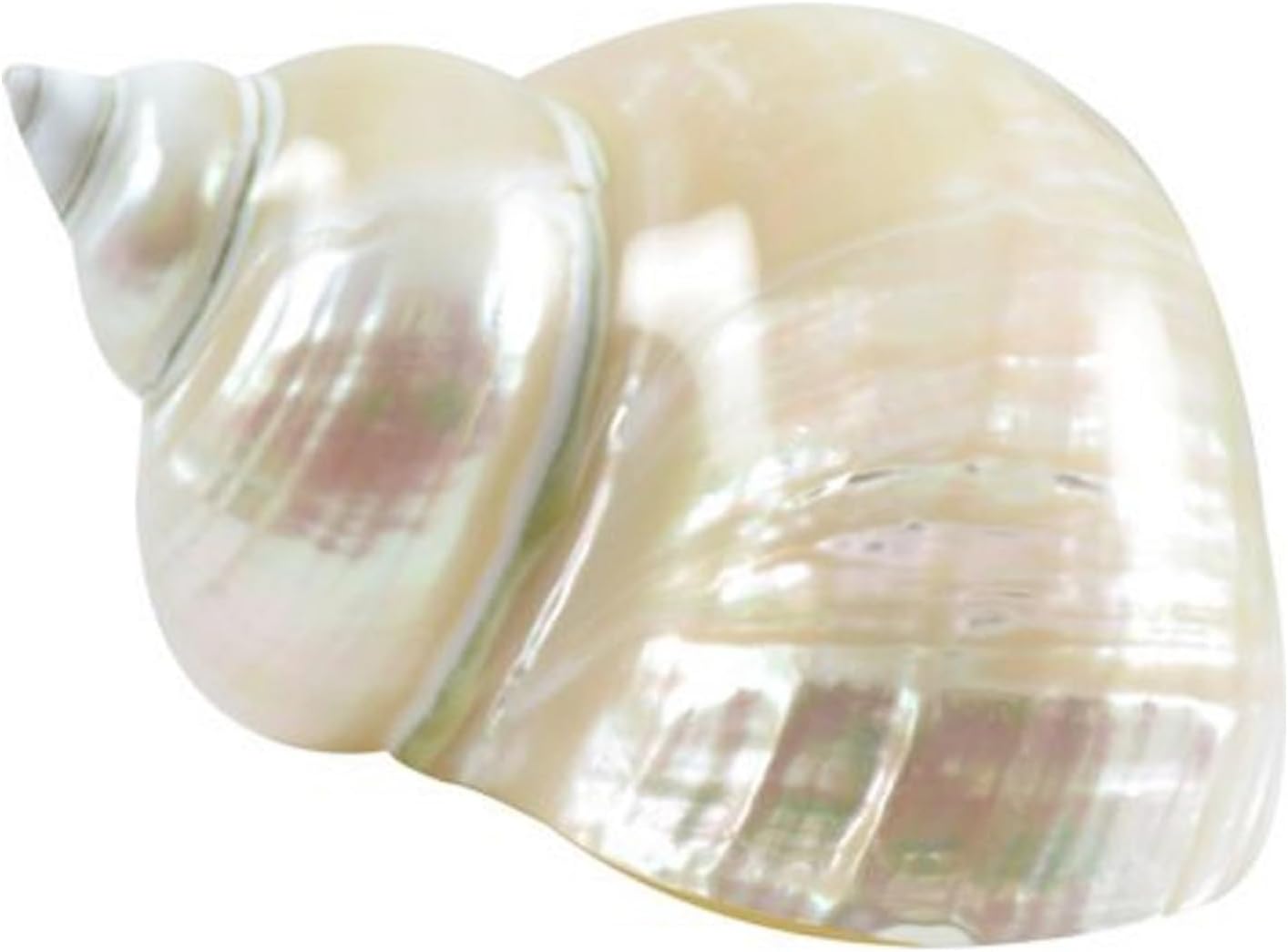 Carcasa turbo grande, conchas marinas de 3 a 4 pulgadas, conchas marinas para decoración, conchas para manualidades, decoración costera del hogar y