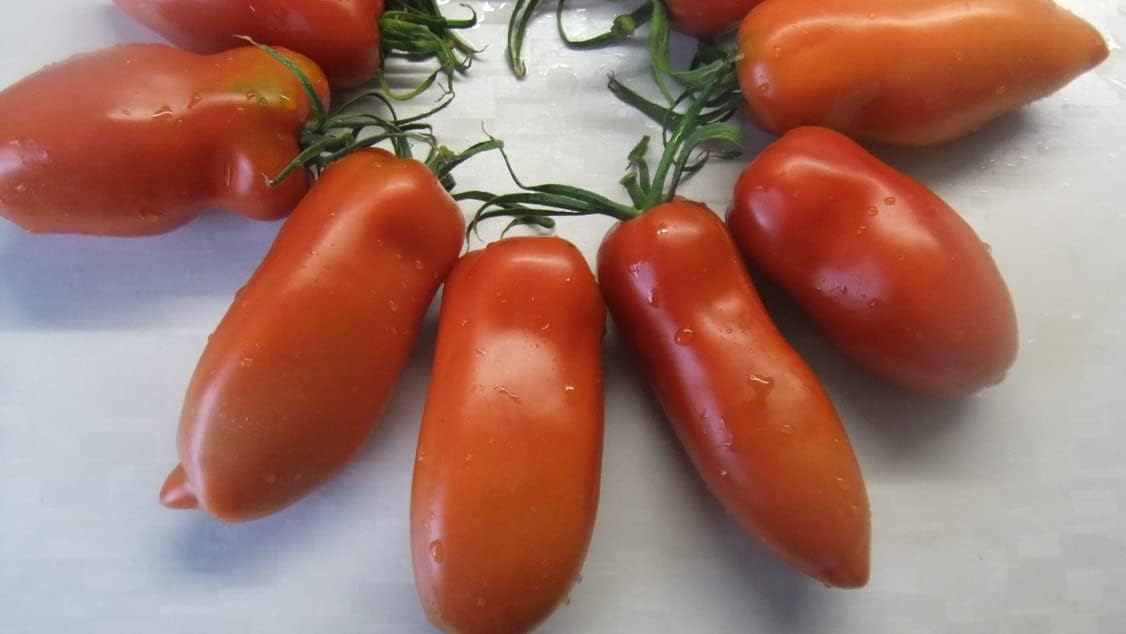 RAISE ME UP Semillas Tomate Pepper-Shaped Red Scarlet Mustang (Tiene Forma Como Pimienta) Heirloom Indeterminado No GMO