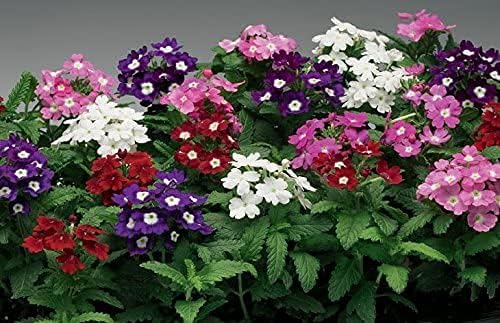 100pcs Semillas Verbena Drawf Mix Flor Anual Jardín Flores para Plantar No GMO