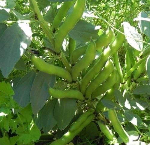 Semillas de frijol de caballo (también conocidas como semillas de frijol Fava) sin OMG, aproximadamente 20-25 semillas por paquete, frijol carnoso