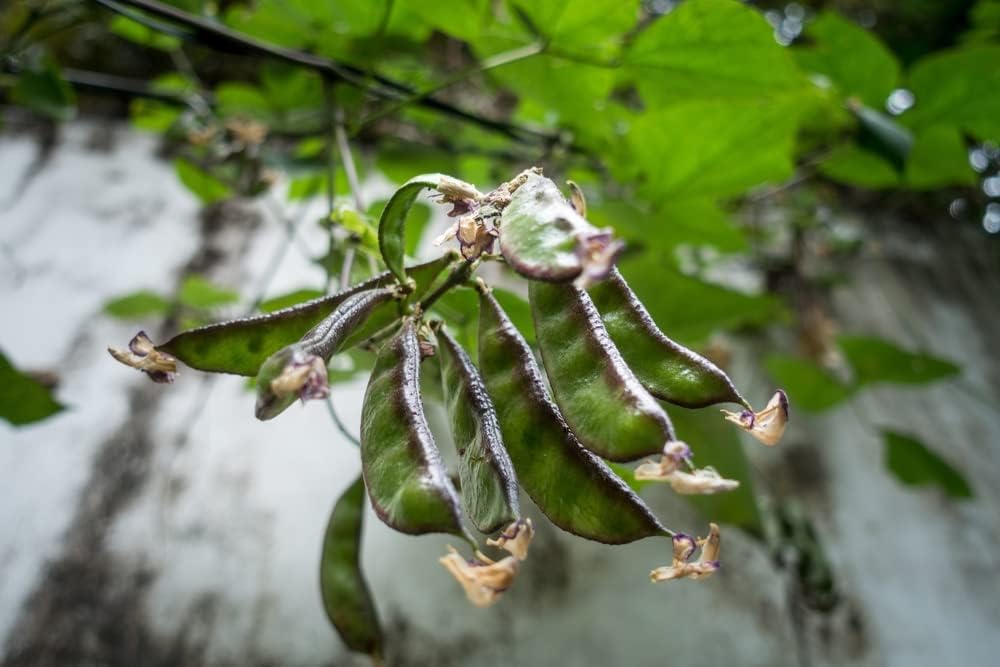 Jackson Wonder – Semillas de frijol Lima Bush para plantar, más de 50 semillas de reliquia por paquete, semillas de jardín de Isla (semillas de