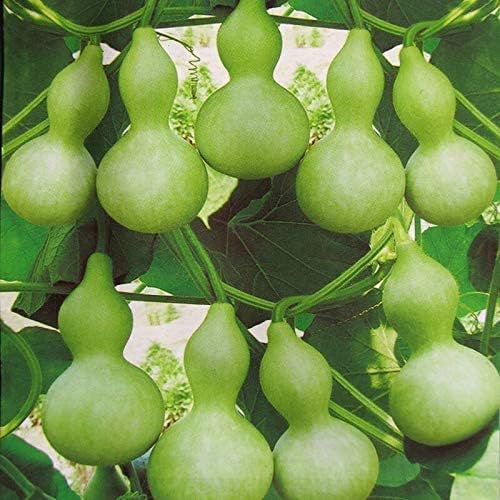 3 Tipos Calabash, Lagenaria siceraria, Melón, b’u sao Trái 30 Semillas Botella Asiática Calabash,Calabaza CortaLargoVino Calabaza NAM Tao Yai
