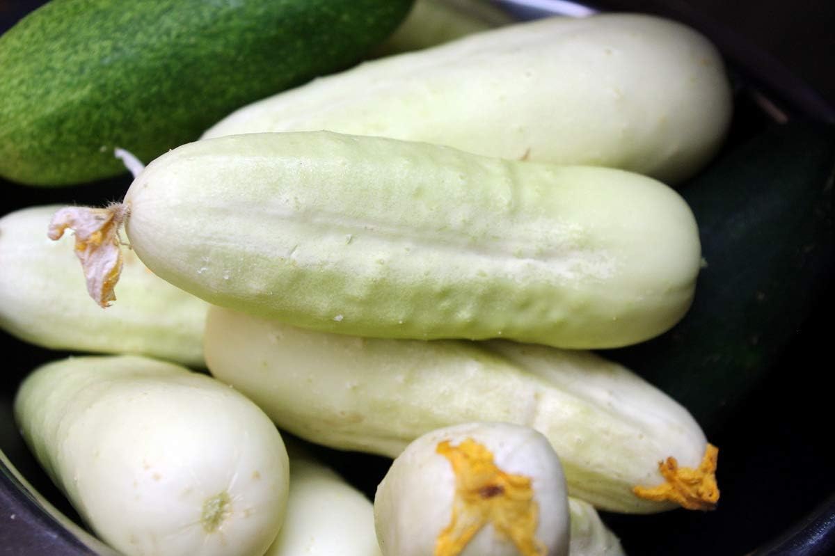 Semillas de pepino blanco en vinagre Heirloom vegetal no transgénico
