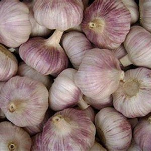 Bulbos de ajo enteros, bulbos de ajo italiano morado temprano, 16 onzas de ajo, este ajo está listo para comer o plantar, frijoles fríos N brotes Bulbos de ajo enteros, bulbos de ajo italiano morado temprano, 16 onzas de ajo, este ajo está listo para comer o plantar, frijoles fríos N brotes