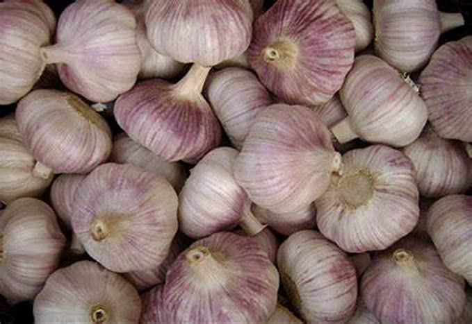 Bulbos de ajo enteros, bulbos de ajo italiano morado temprano, 16 onzas de ajo, este ajo está listo para comer o plantar, frijoles fríos N brotes