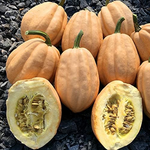 Park Seed s Calabaza de invierno de papa al horno, paquete de 20 semillas