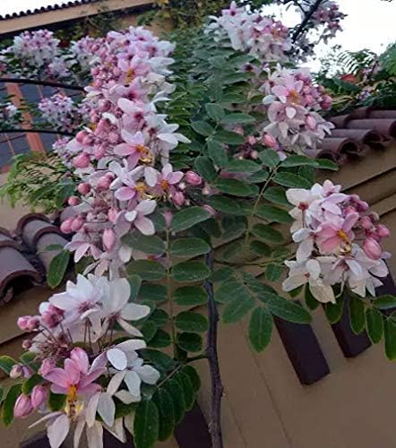 Cassia javanica subsp. nodosa  Manzana Blossom Cassia  10_Seeds