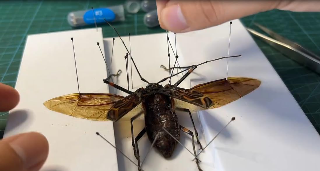Kit de herramientas de fabricación de espécimen de insectos, (300 pines de insectos en tamaño #1, 2, 3) y (2 tablas de fijación de insectos),