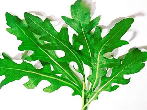 Ensalada de rúcula Rocket Rucola más de 1000 semillas para plantar