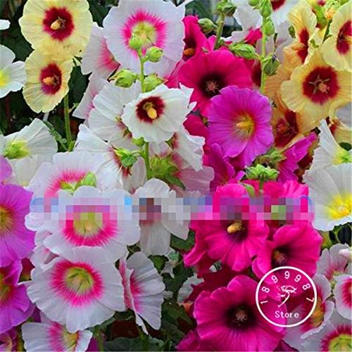 100 piezas frescas semillas de flores de Hollyhock para plantar amarillo claro