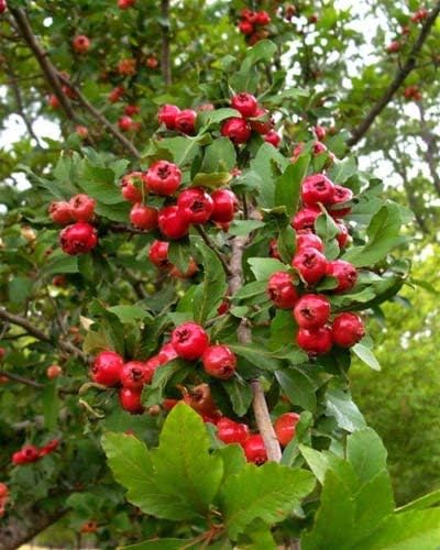 Semillas de árboles frutales de Crataegus opaca MAYHAW!