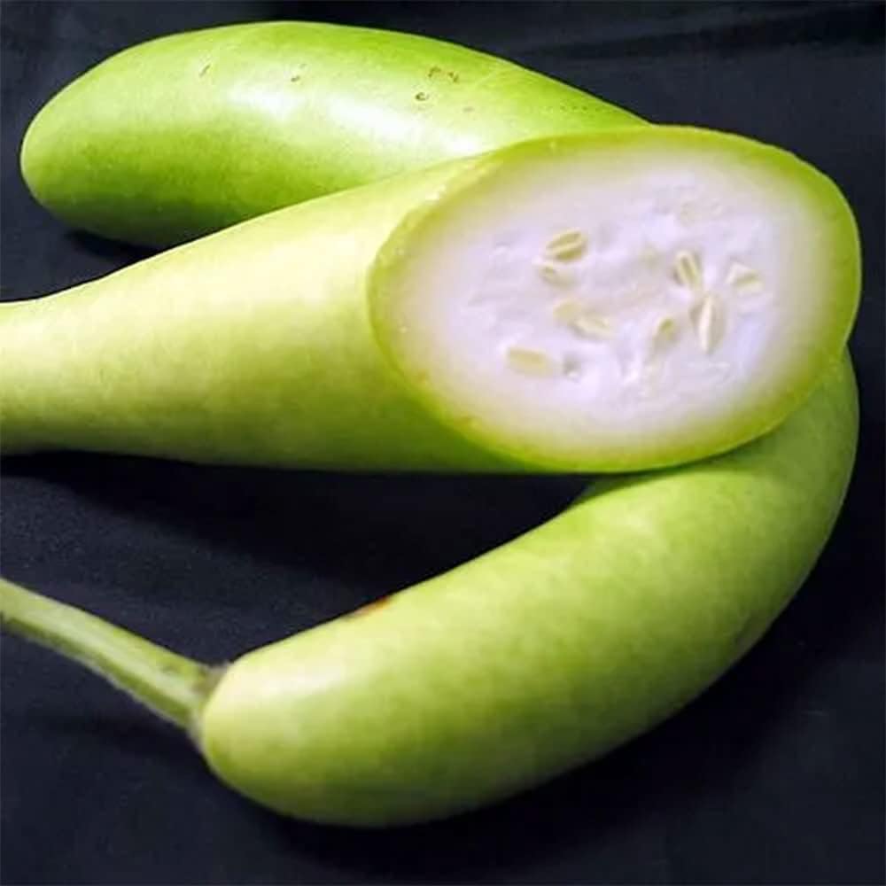 QAUZUY GARDEN 100 semillas de calabaza Cucuzzi Lagenaria siceraria, calabaza italiana, calabacín cucuzzi, calabaza de serpiente, polinización