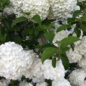 Pixies Gardens (2 galones de raíz desnuda) Bola de nieve china Viburnum Hermosas flores similares a hortensias de softball que comienzan en verde Pixies Gardens (2 galones de raíz desnuda) Bola de nieve china Viburnum Hermosas flores similares a hortensias de softball que comienzan en verde