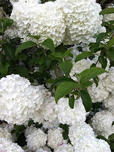 Pixies Gardens (2 galones de raíz desnuda) Bola de nieve china Viburnum Hermosas flores similares a hortensias de softball que comienzan en verde