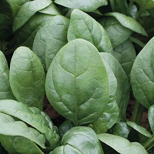 Park Seed Tundra Hybrid – Semillas de espinaca orgánicas, mejor sabor y tiempo de conservación prolongada, paquete de 200 semillas