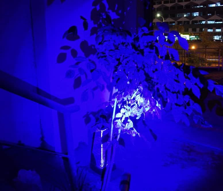 WONDSUNSON 2 x Tipo de pluma luz azul Penlight linterna un modo luz azul LED antorcha para acampar senderismo pesca caza protección animal visión