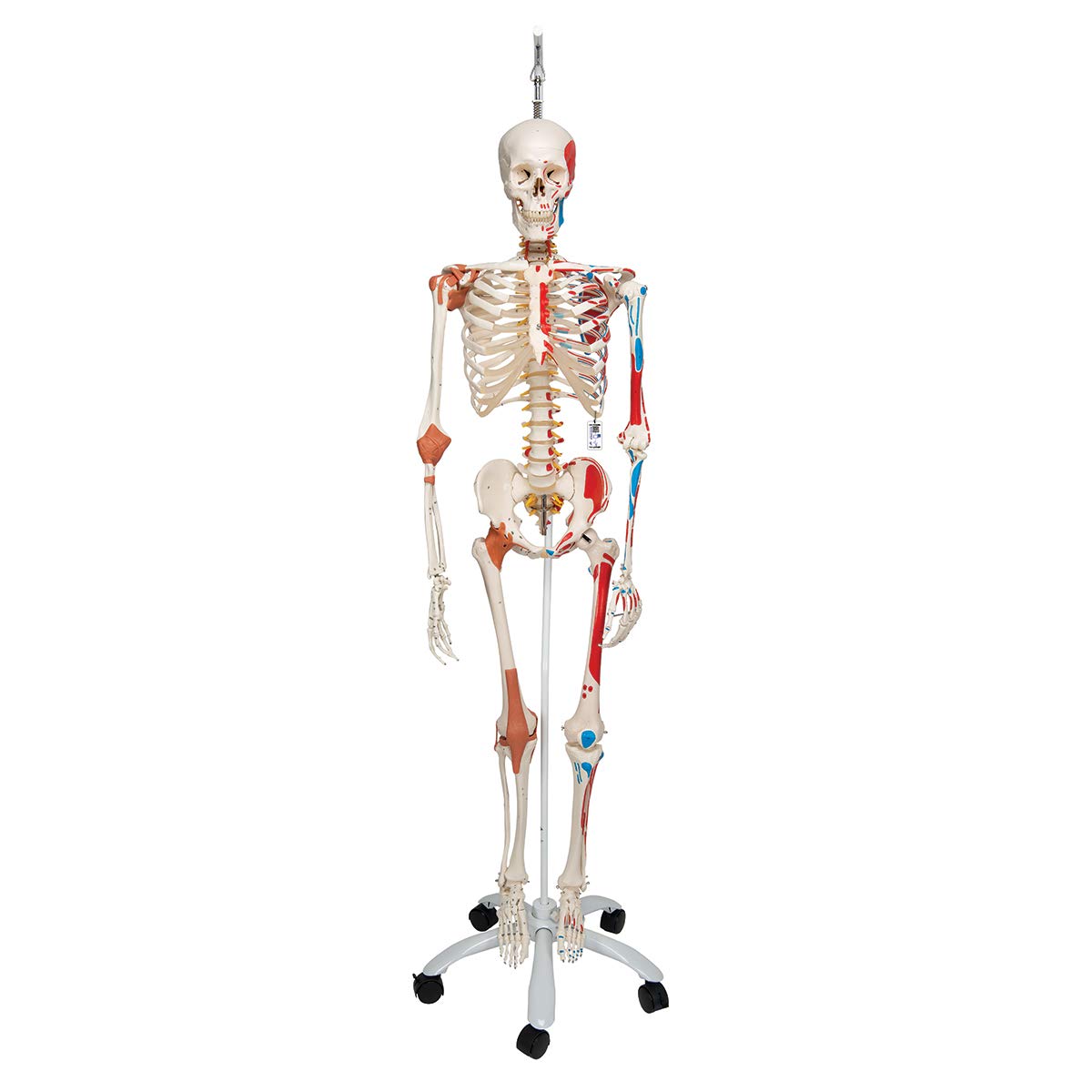 3B Scientific esqueleto humano de plástico negro, modelo “Sam”, 1