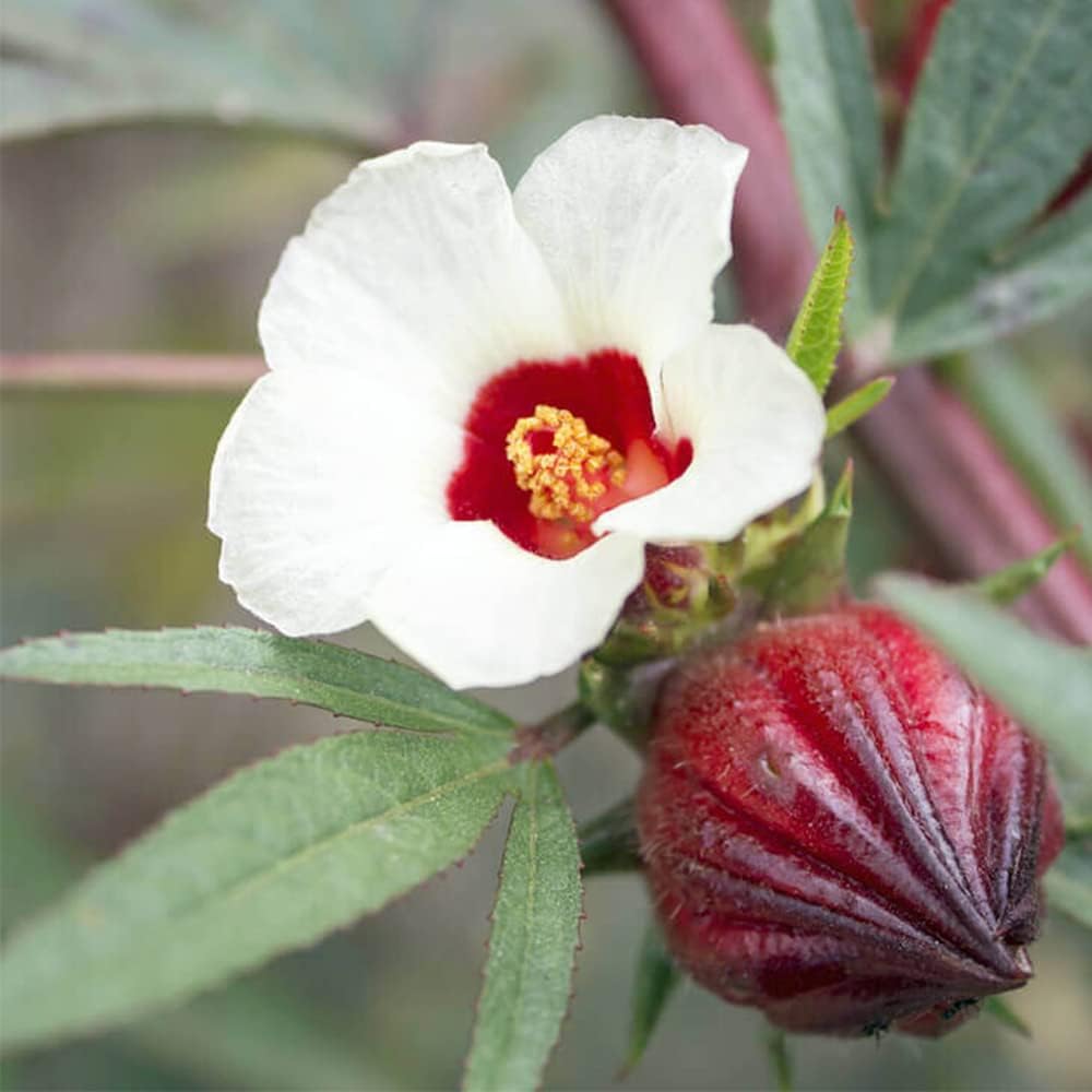 QAUZUY GARDEN 50 semillas de acedera jamaicana Florida arándano indio roselle hibisco sabdariffa semillas de hibisco sabdariffa planta nutritiva sin