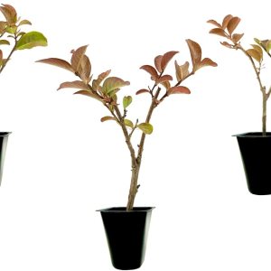 Crape Myrtle Sioux  3 plantas vivas  Flores de color rosa intenso vibrantes, planta viva, arbusto ornamental espectacular para impresionantes Crape Myrtle Sioux  3 plantas vivas  Flores de color rosa intenso vibrantes, planta viva, arbusto ornamental espectacular para impresionantes