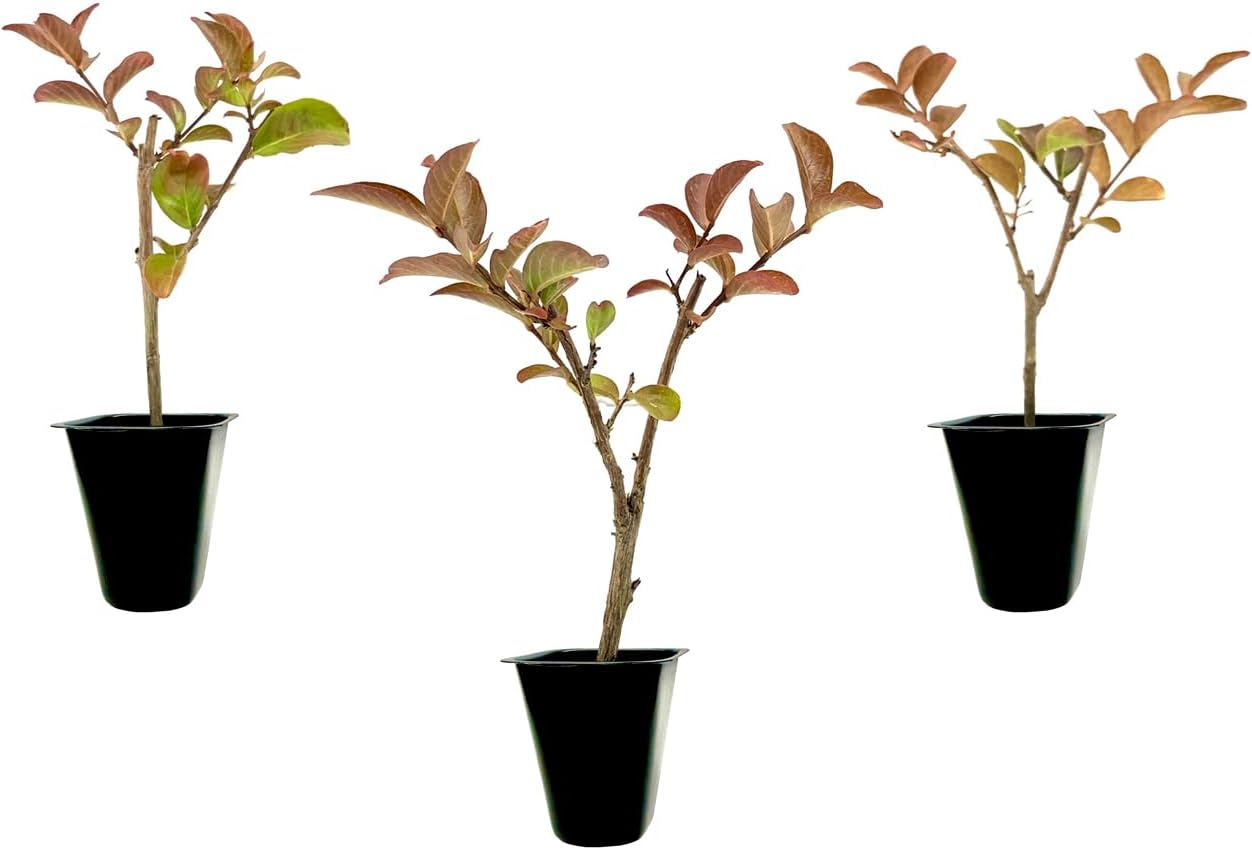 Crape Myrtle Sioux  3 plantas vivas  Flores de color rosa intenso vibrantes, planta viva, arbusto ornamental espectacular para impresionantes