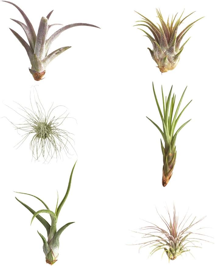Shop Suculents – Plantas seleccionadas a mano, variedad de especies, plantas de interior tropicales para decoración del hogar y terrarios