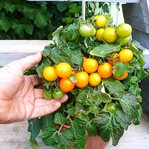 Semillas de tomate enano de interior amarillo determinan reliquia no transgénica