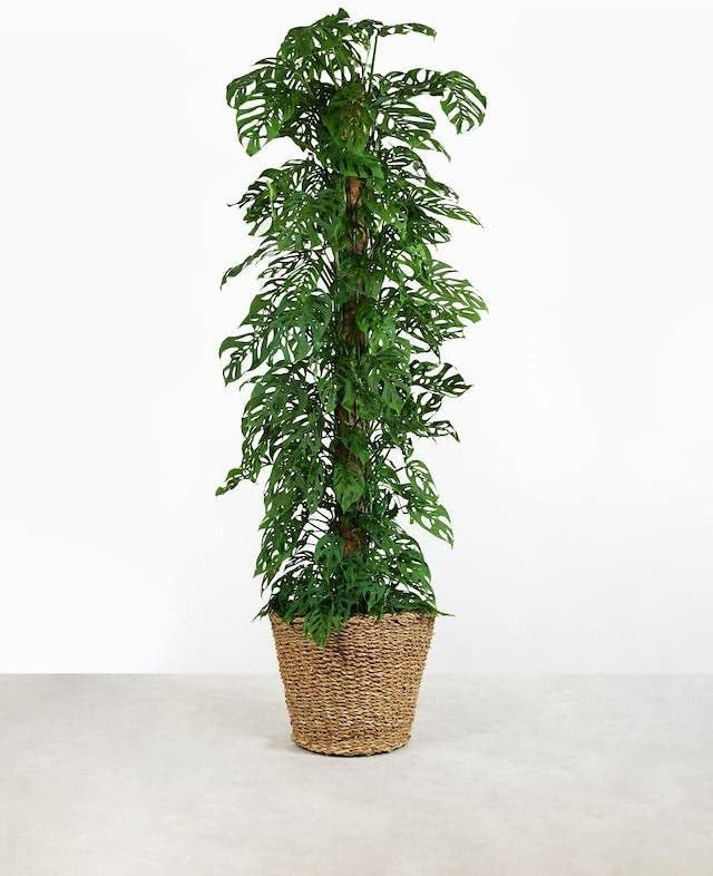 Suelo para plantas Monstera ADANSONII mezcla experta para un crecimiento óptimo y desarrollo de raíces por Gardenera – 3 cuartos de galón