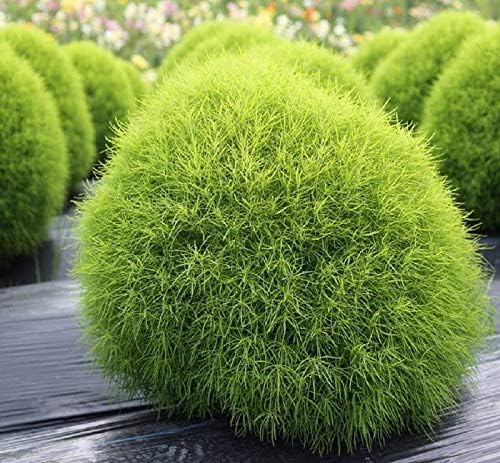 Seeds4planting – Semillas Verano Ciprés Ardiente Arbusto Kochia Flores Anuales 500 Semillas