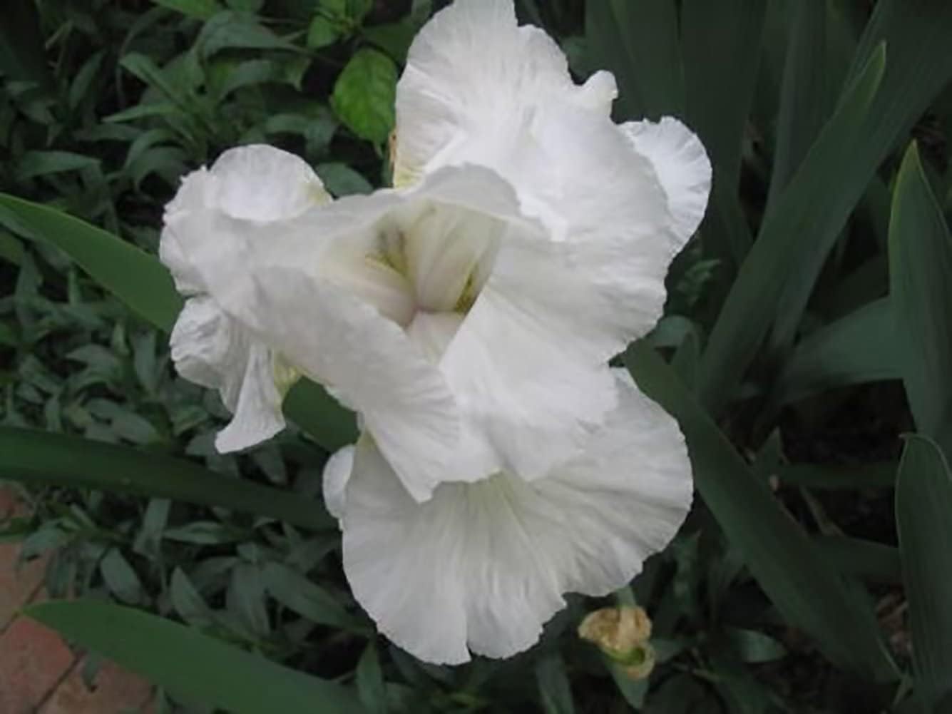 White Elegant – Bulboraíz de iris holandés barbudo, cultivados profesionalmente para plantar (15 rizomas)