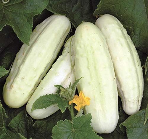 Semillas de pepino blanco en vinagre Heirloom vegetal no transgénico