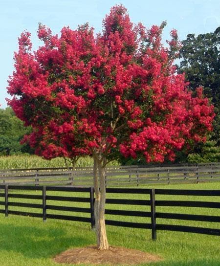 Crape Myrtle Tonto  10 plantas vivas  Flores rojas fucsiasrosas, planta viva premium, arbusto ornamental para cautivadores acentos de jardín