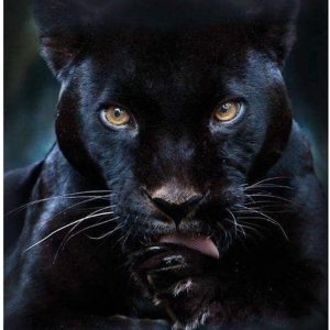 Kit de pintura de diamantes para adultos, diseño de pantera negra, diamantes de imitación 5D, bordado de punto de cruz, manualidades de Kit de pintura de diamantes para adultos, diseño de pantera negra, diamantes de imitación 5D, bordado de punto de cruz, manualidades de