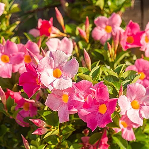 Semillas frescas de flores Mandevilla Sanderi para plantar rosa y blanco