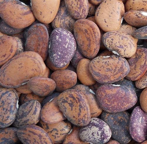 Jackson Wonder – Semillas de frijol Lima Bush para plantar, más de 50 semillas de reliquia por paquete, semillas de jardín de Isla (semillas de