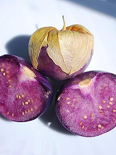 Semillas de tomatillo morado para plantar más de 50 semillas para plantar semillas de jamberry de tomate de cáscara mexicana sin OMG
