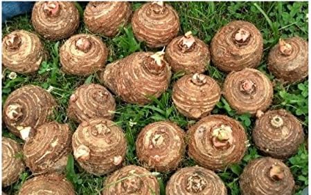 5 bombillas LIVE Colocasia Esculenta Elepant Ear Taro Gabi Kalo Eddo LISTAS para crecer